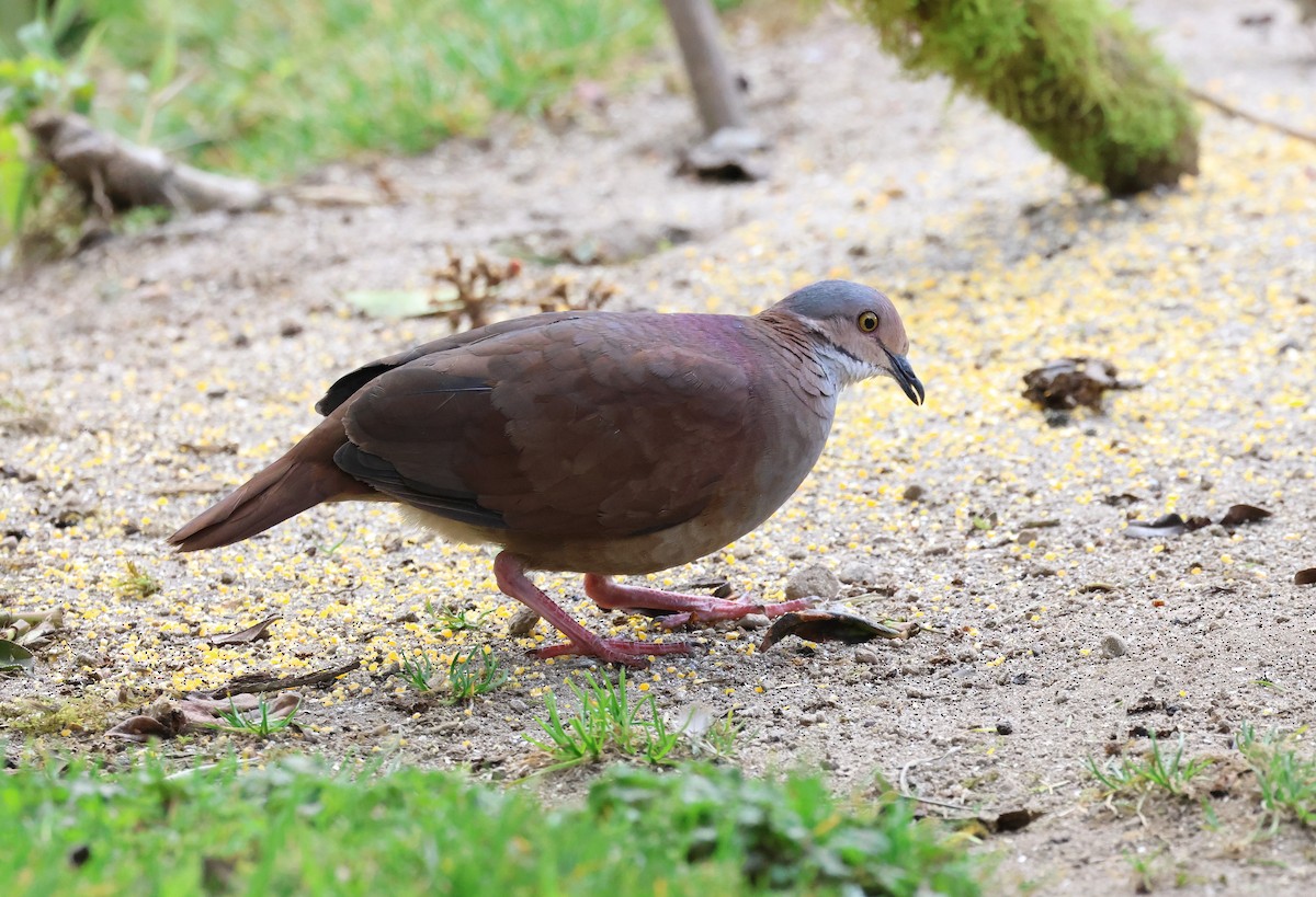 White-throated Quail-Dove - ML627901291