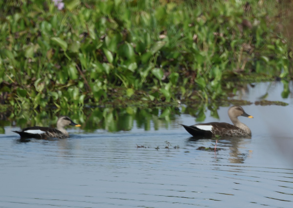 アカボシカルガモ - ML627901301