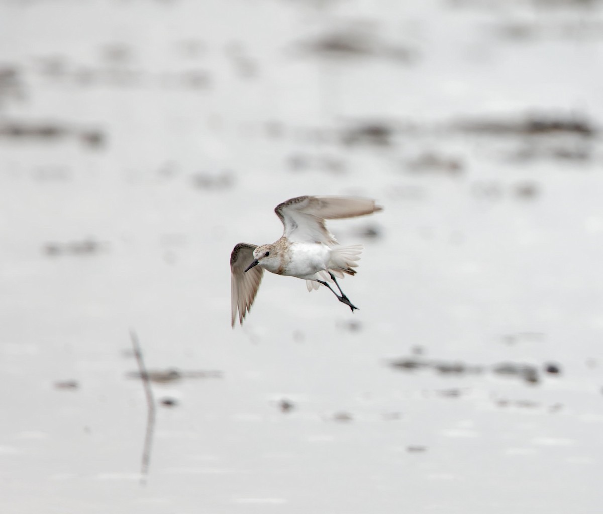 Little Stint - ML627901303
