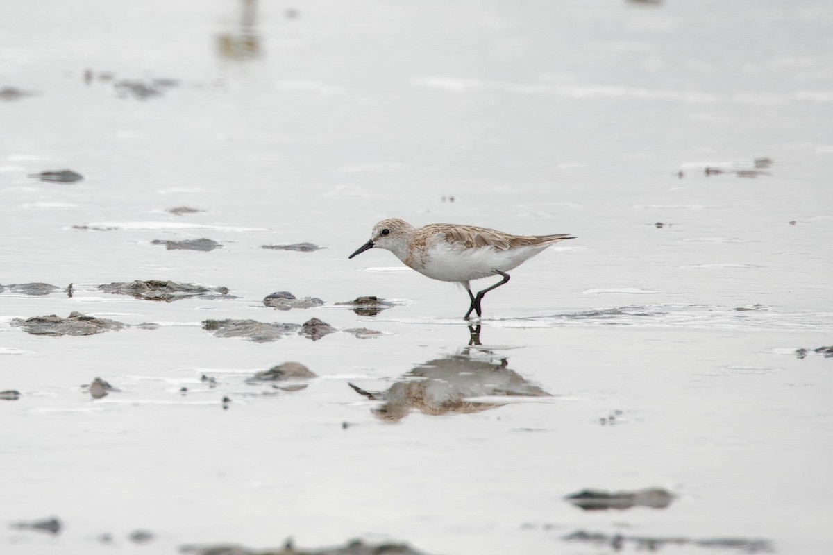 Little Stint - ML627901304