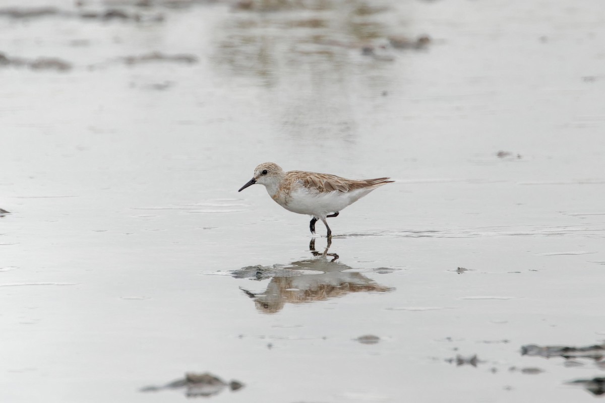 Little Stint - ML627901305