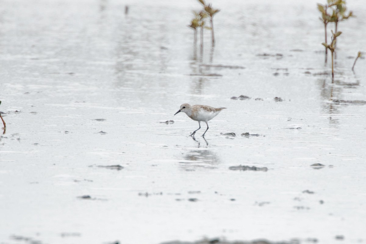 Little Stint - ML627901306