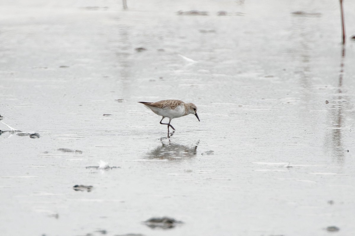 Little Stint - ML627901307