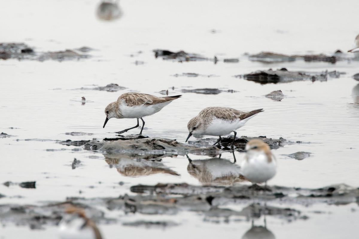 Little Stint - ML627901308