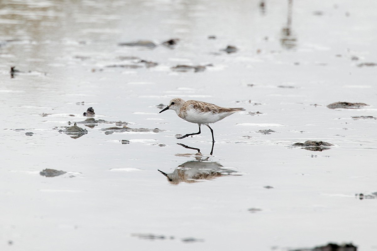 Little Stint - ML627901309