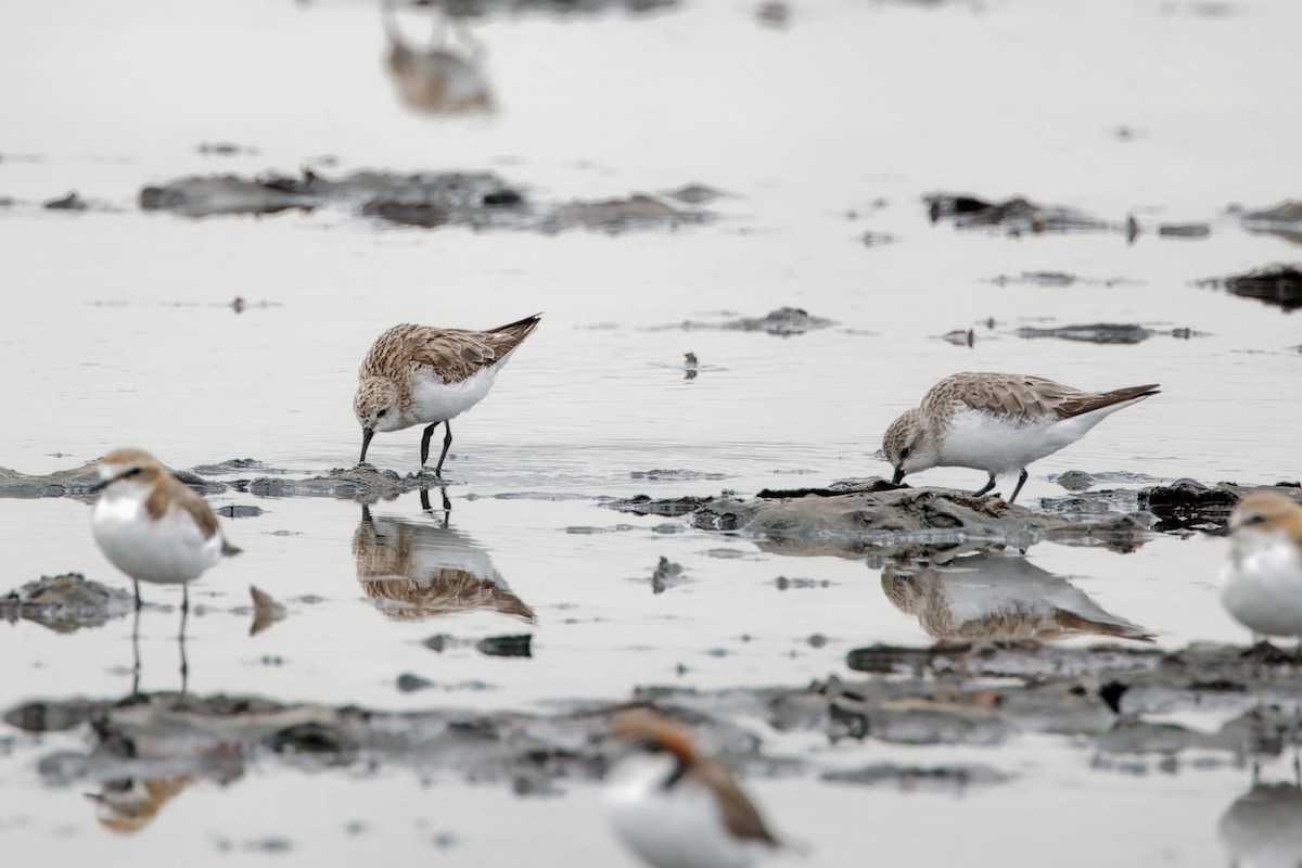 Little Stint - ML627901310