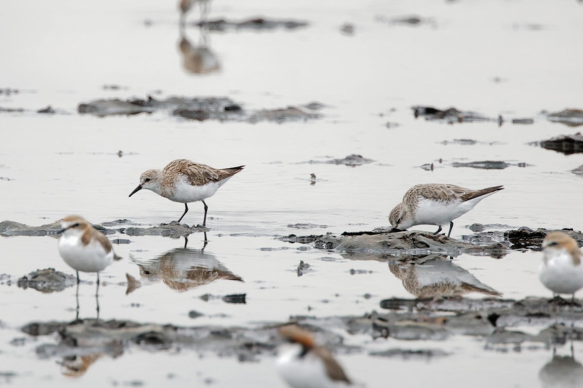 Little Stint - ML627901311
