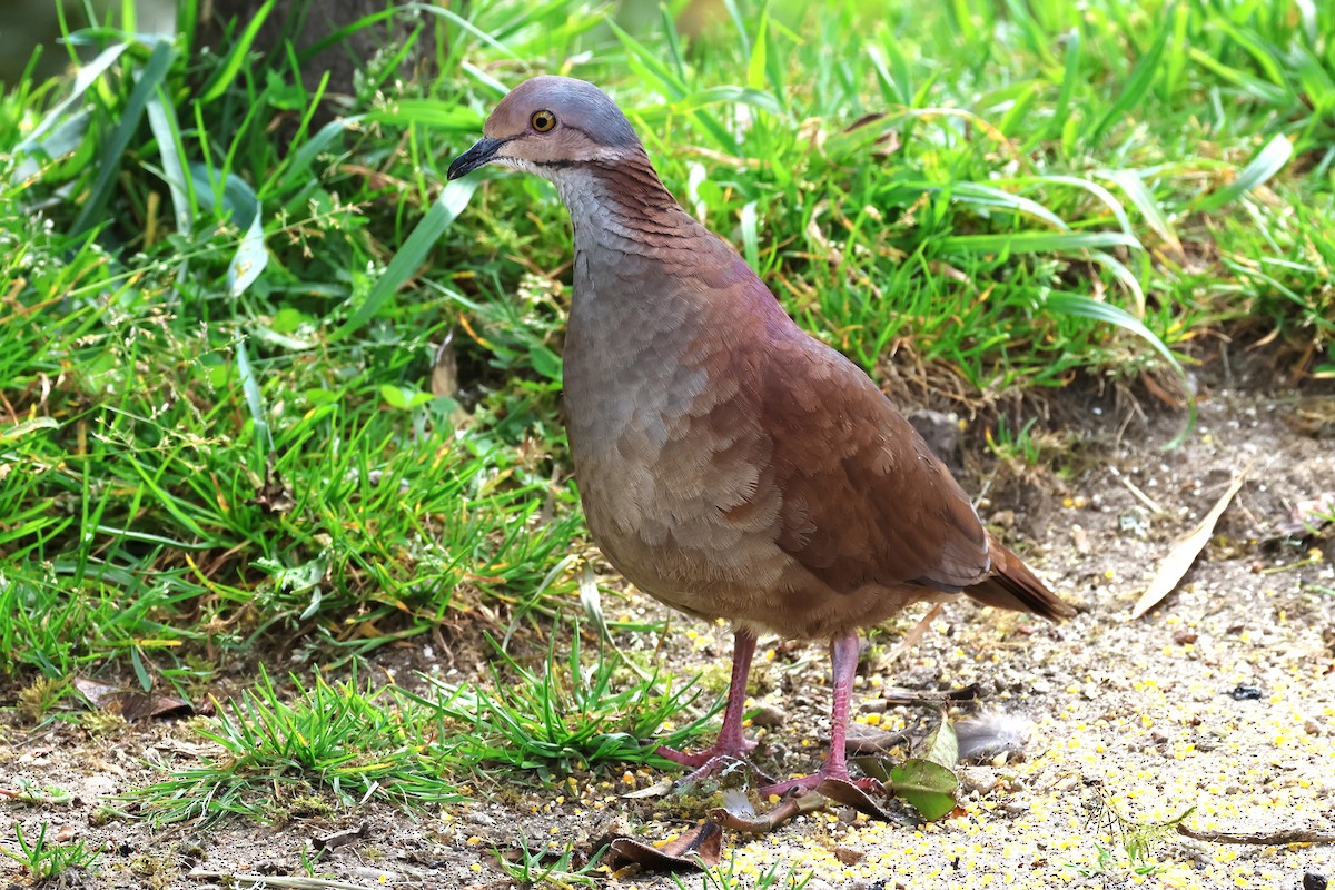 White-throated Quail-Dove - ML627901339