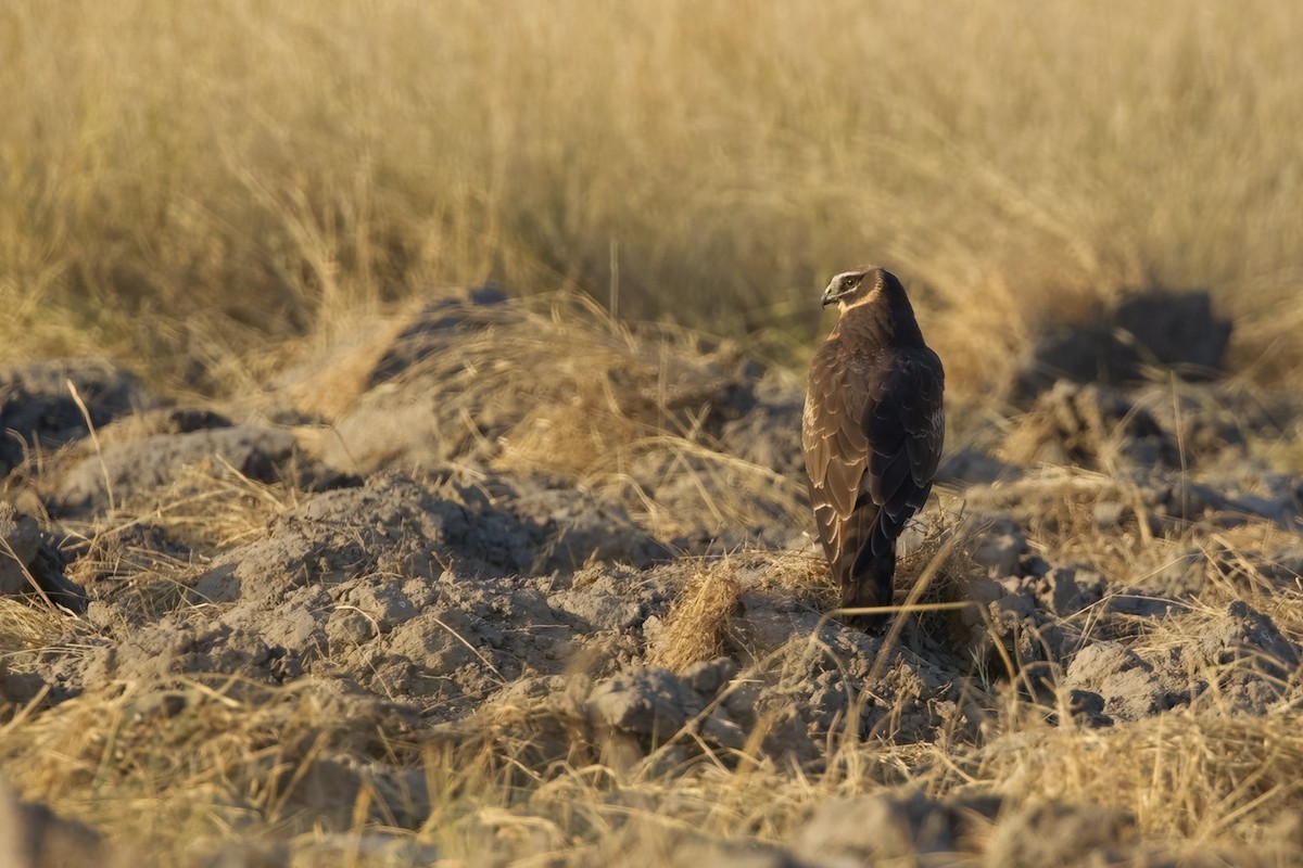 Montagu's Harrier - ML627901382