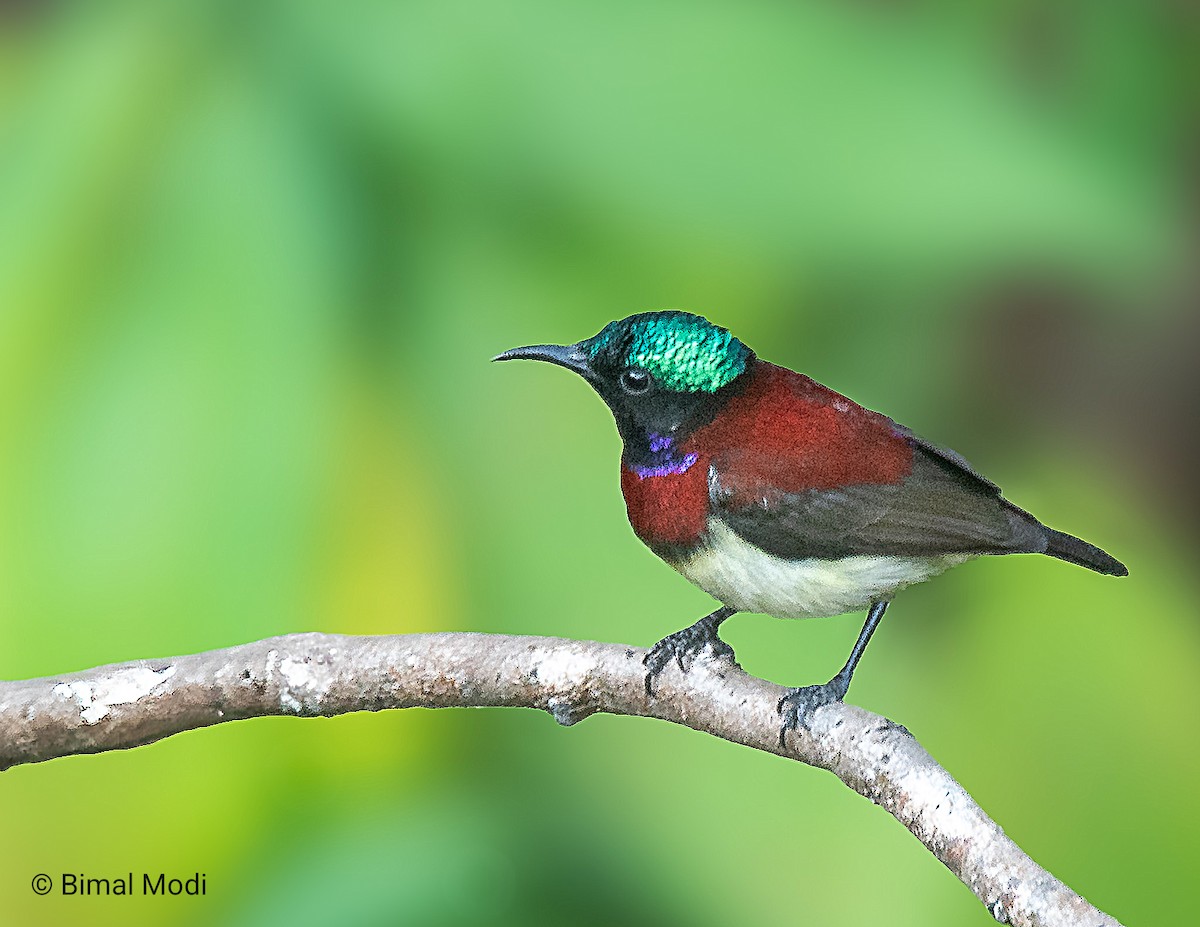 Crimson-backed Sunbird - ML627901455