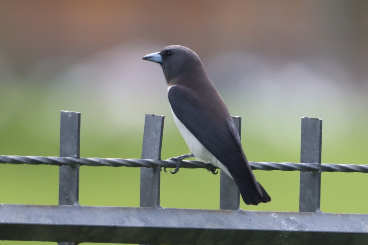 White-breasted Woodswallow - ML627901463