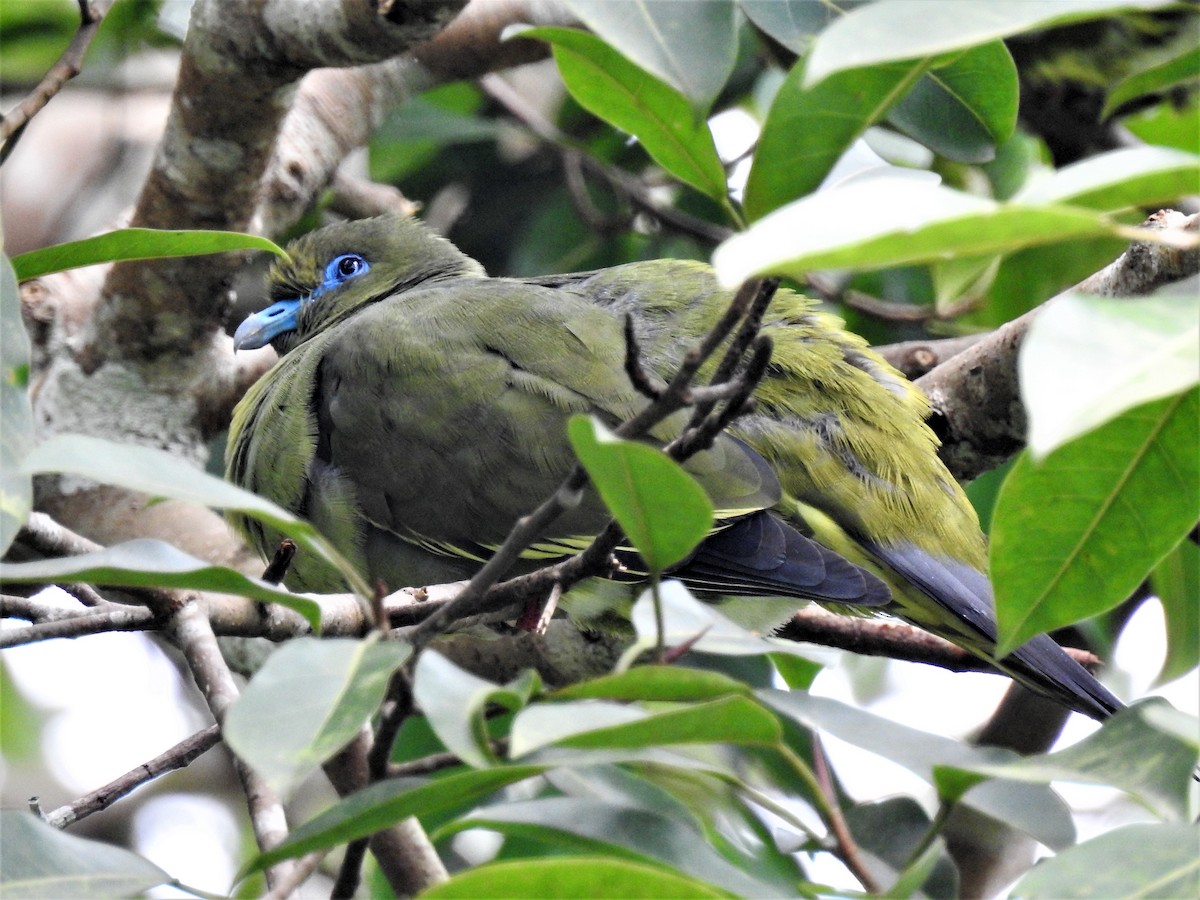 Yellow-vented Green-Pigeon - Tuck Hong Tang