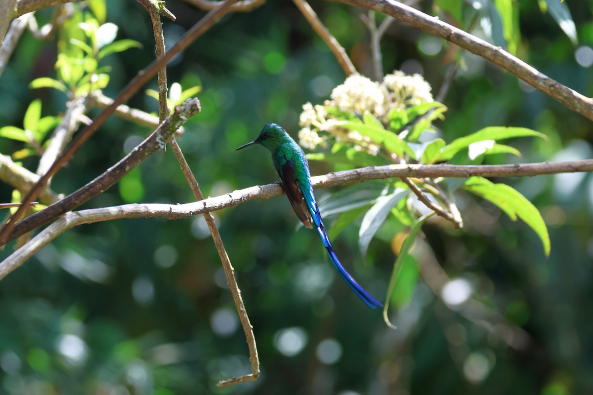 Long-tailed Sylph - ML627901511