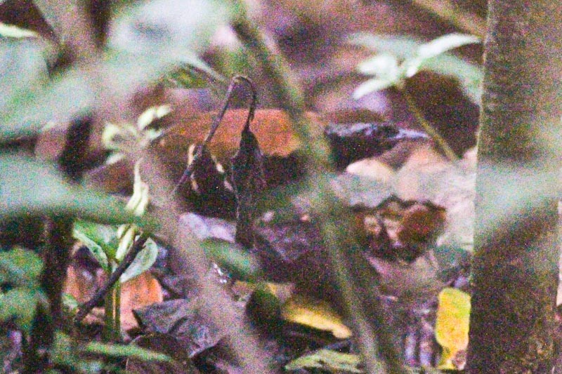 Cordillera Azul Antbird - ML627901576