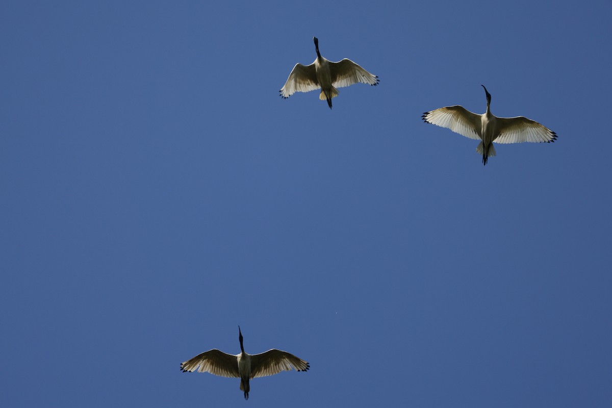 ibis australský - ML627901612