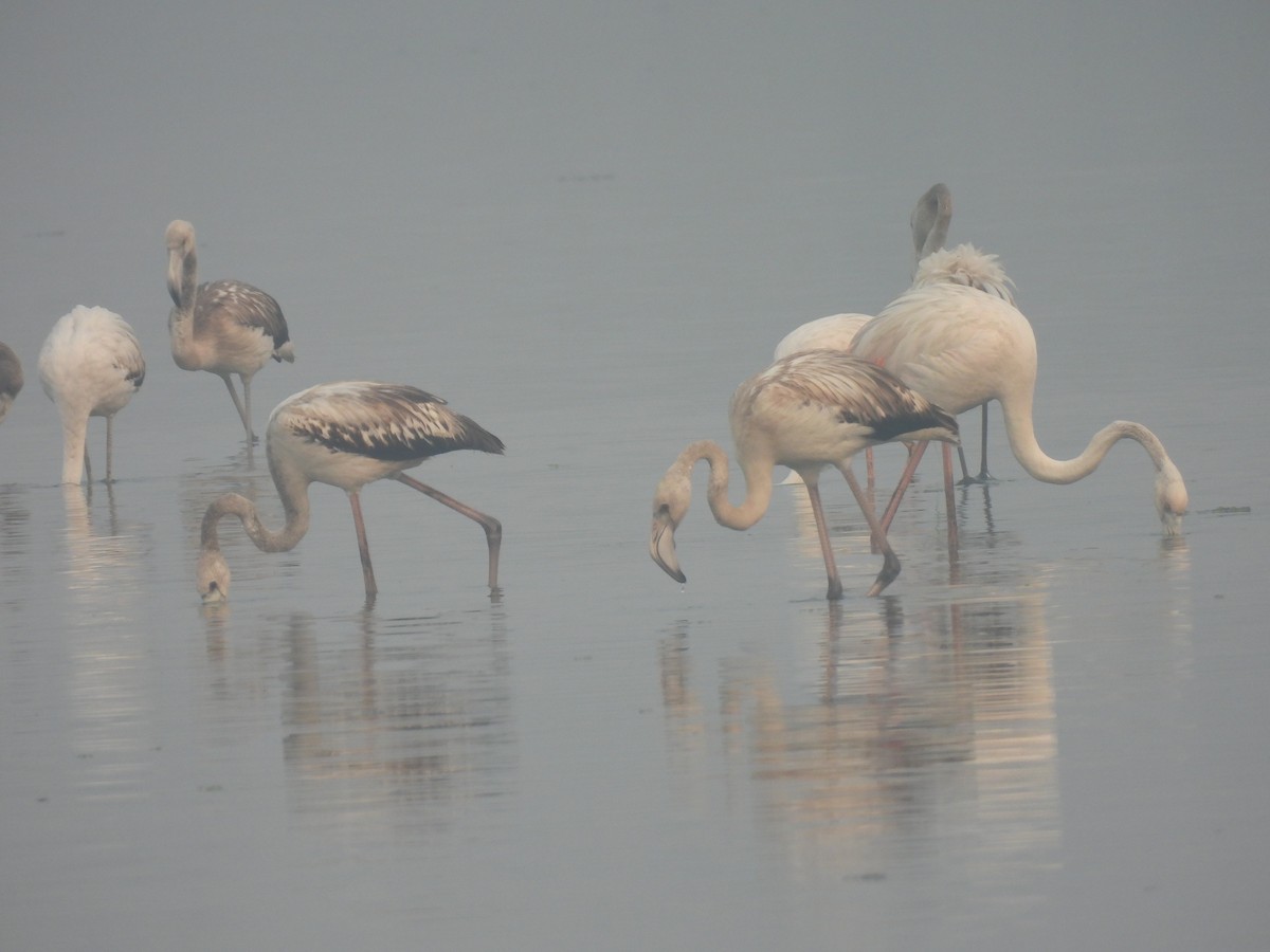 Lesser Flamingo - ML627901614