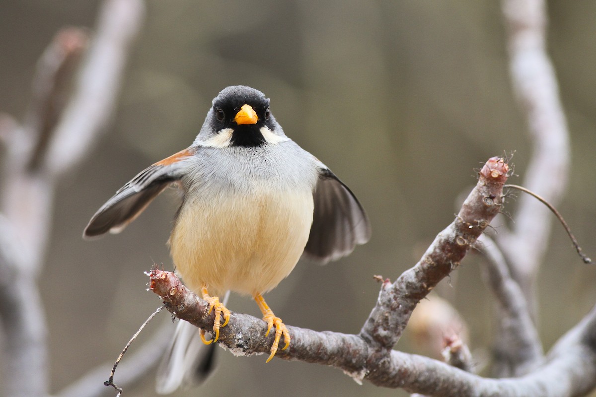 Buff-bridled Inca-Finch - ML627901864