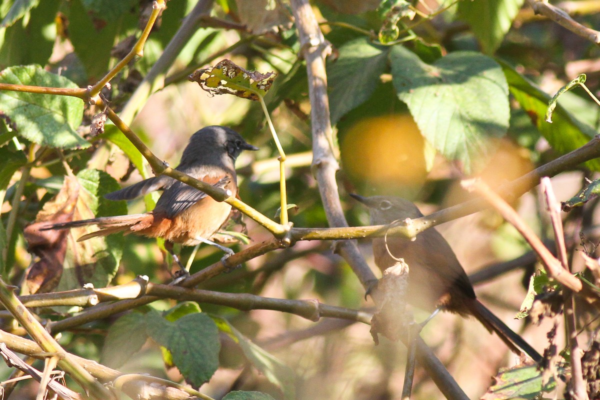 Russet-bellied Spinetail - ML627901907