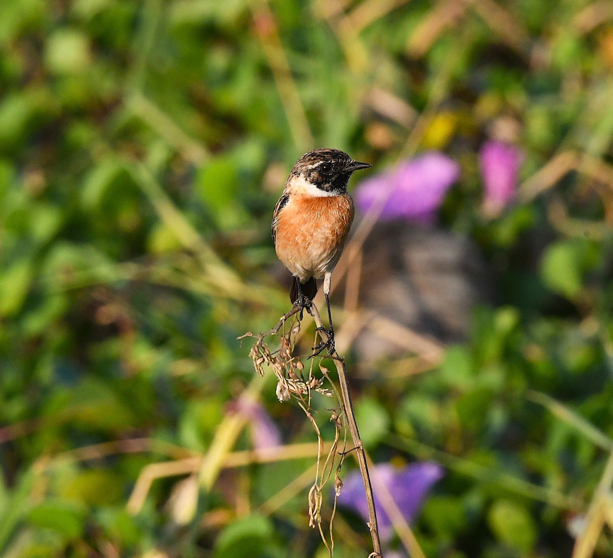 Siberian Stonechat - ML627901971