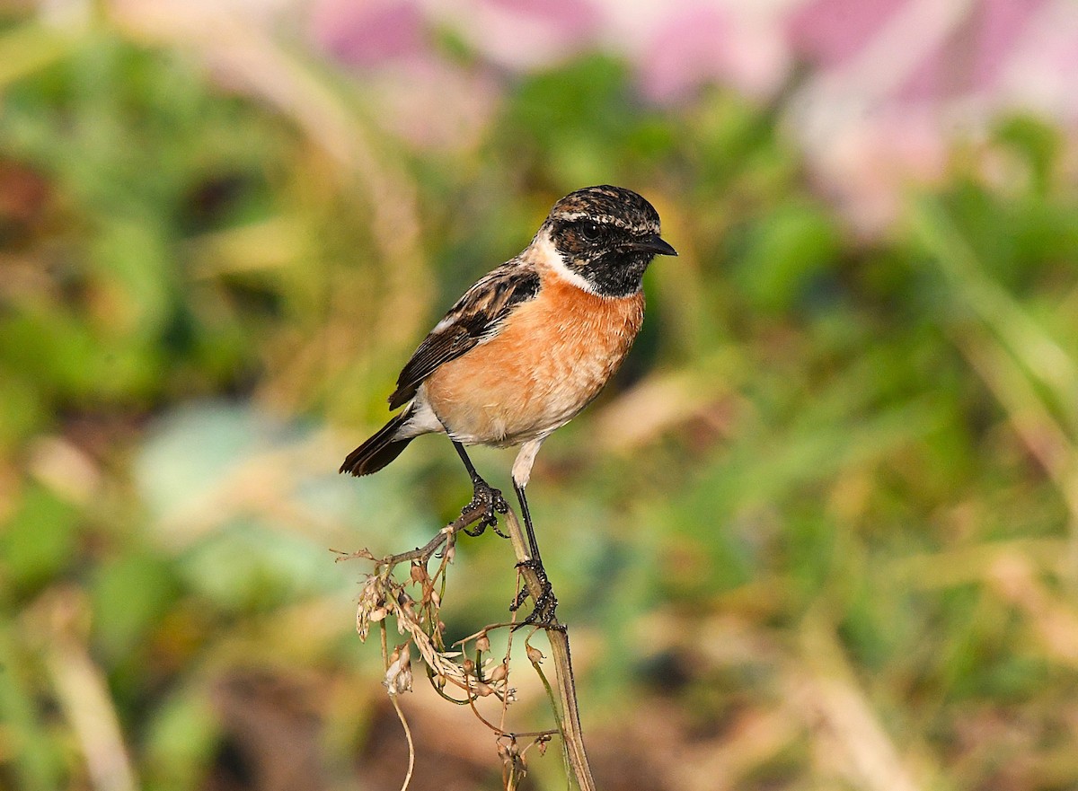 Siberian Stonechat - ML627901982