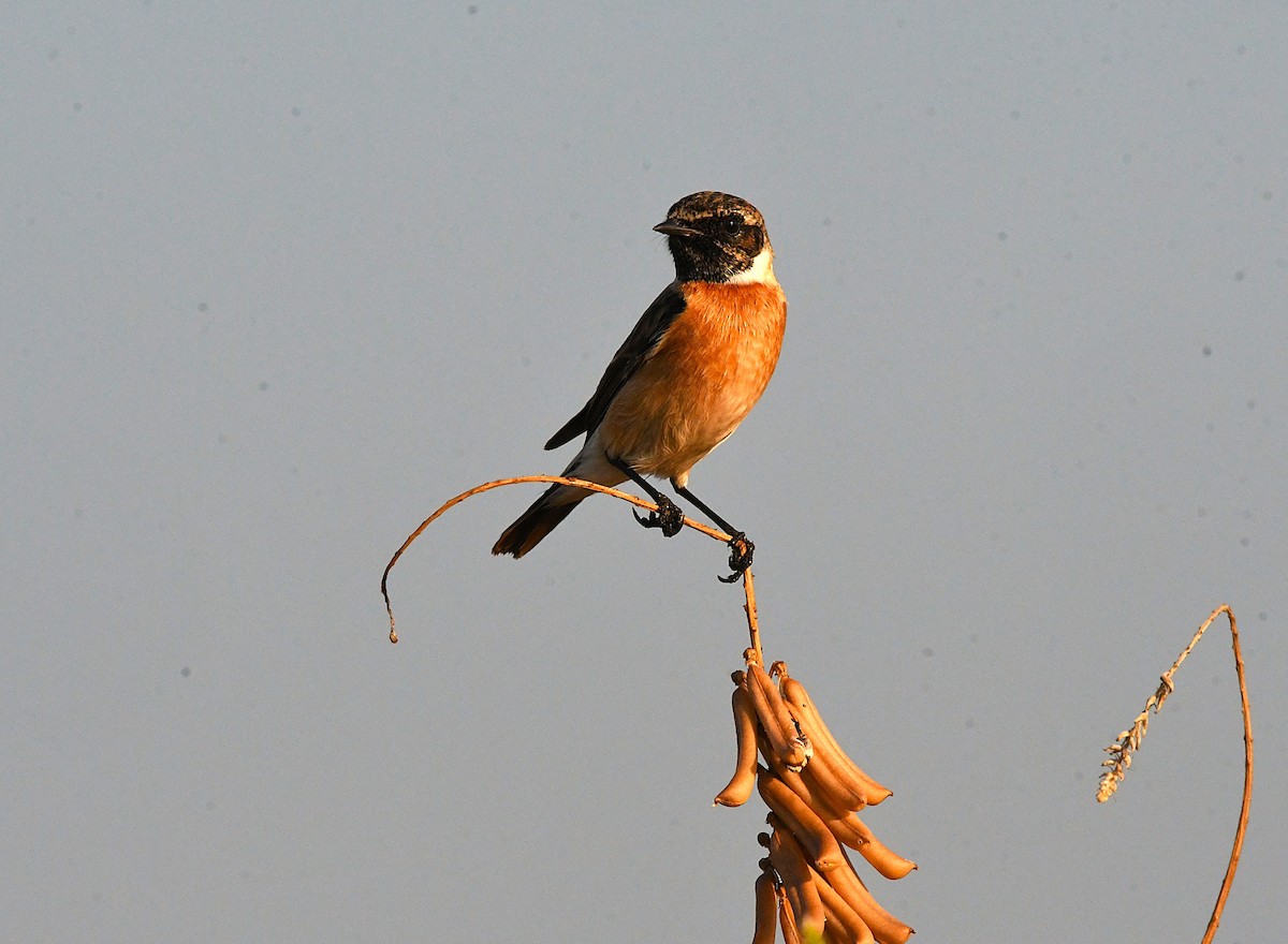 Siberian Stonechat - ML627902033