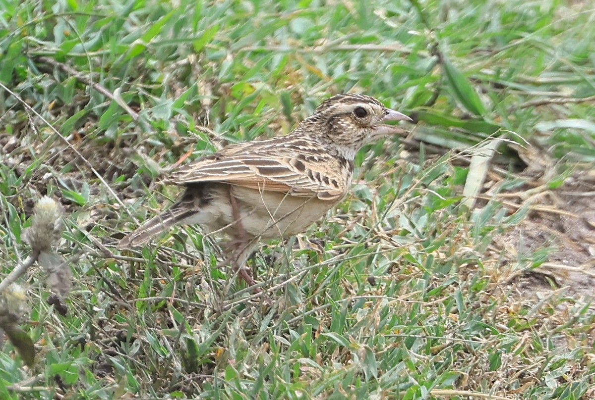 Rufous-naped Lark - ML627902060