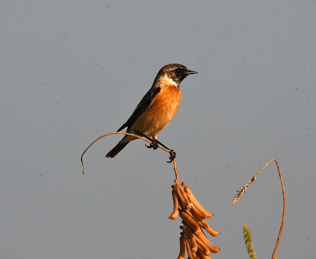 Siberian Stonechat - ML627902077