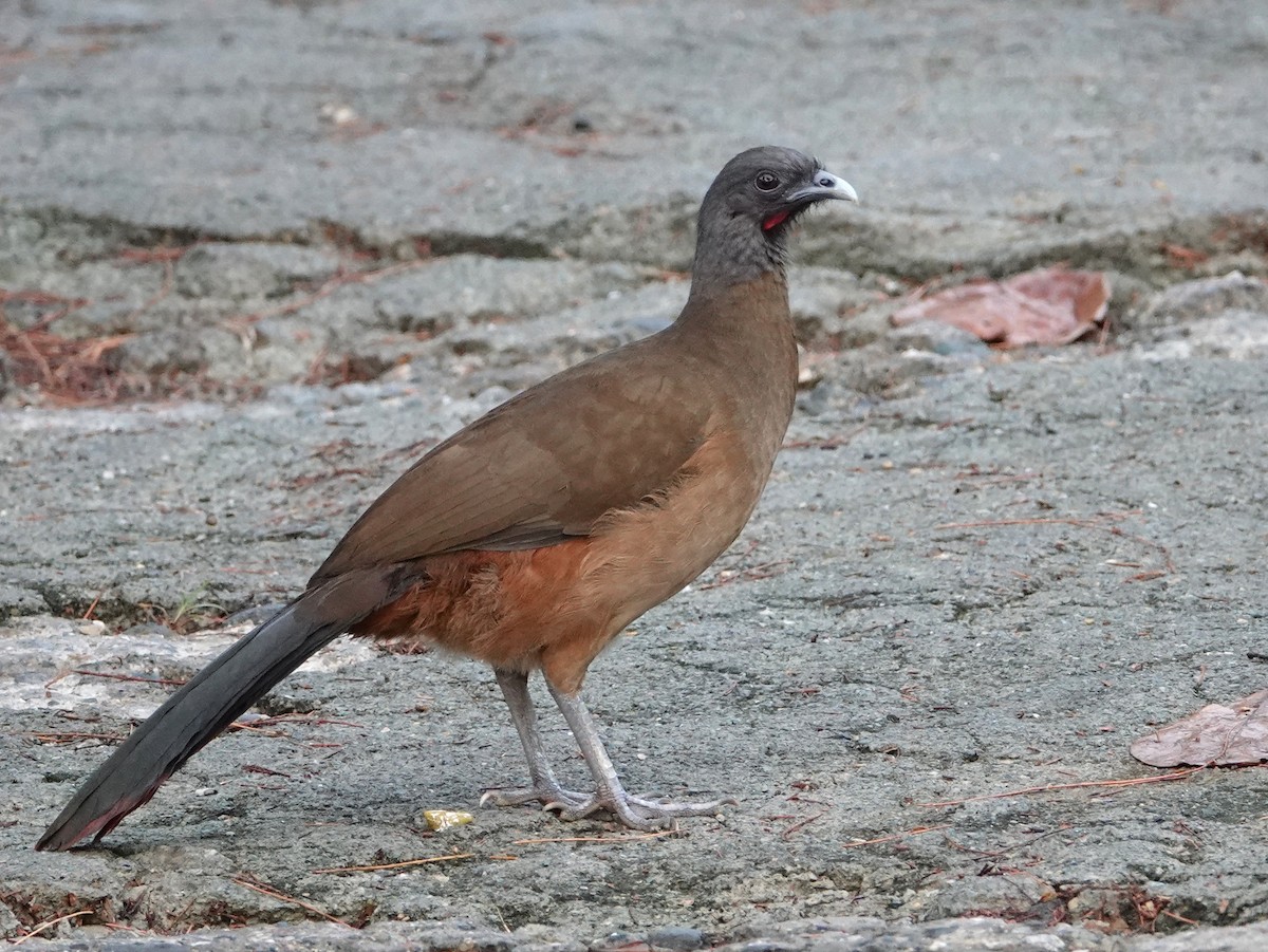 Rufous-vented Chachalaca (Rufous-tipped) - ML627902090