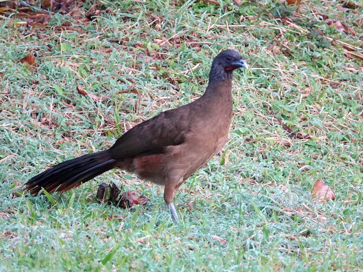 Rufous-vented Chachalaca (Rufous-tipped) - ML627902091