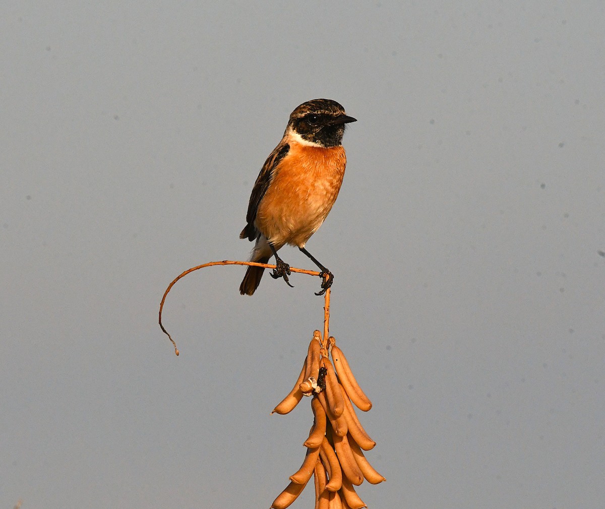 Siberian Stonechat - ML627902104