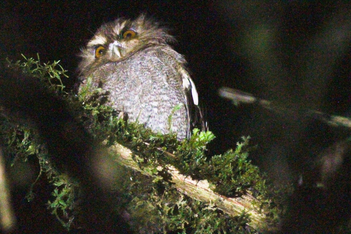 Long-whiskered Owlet - ML627902162