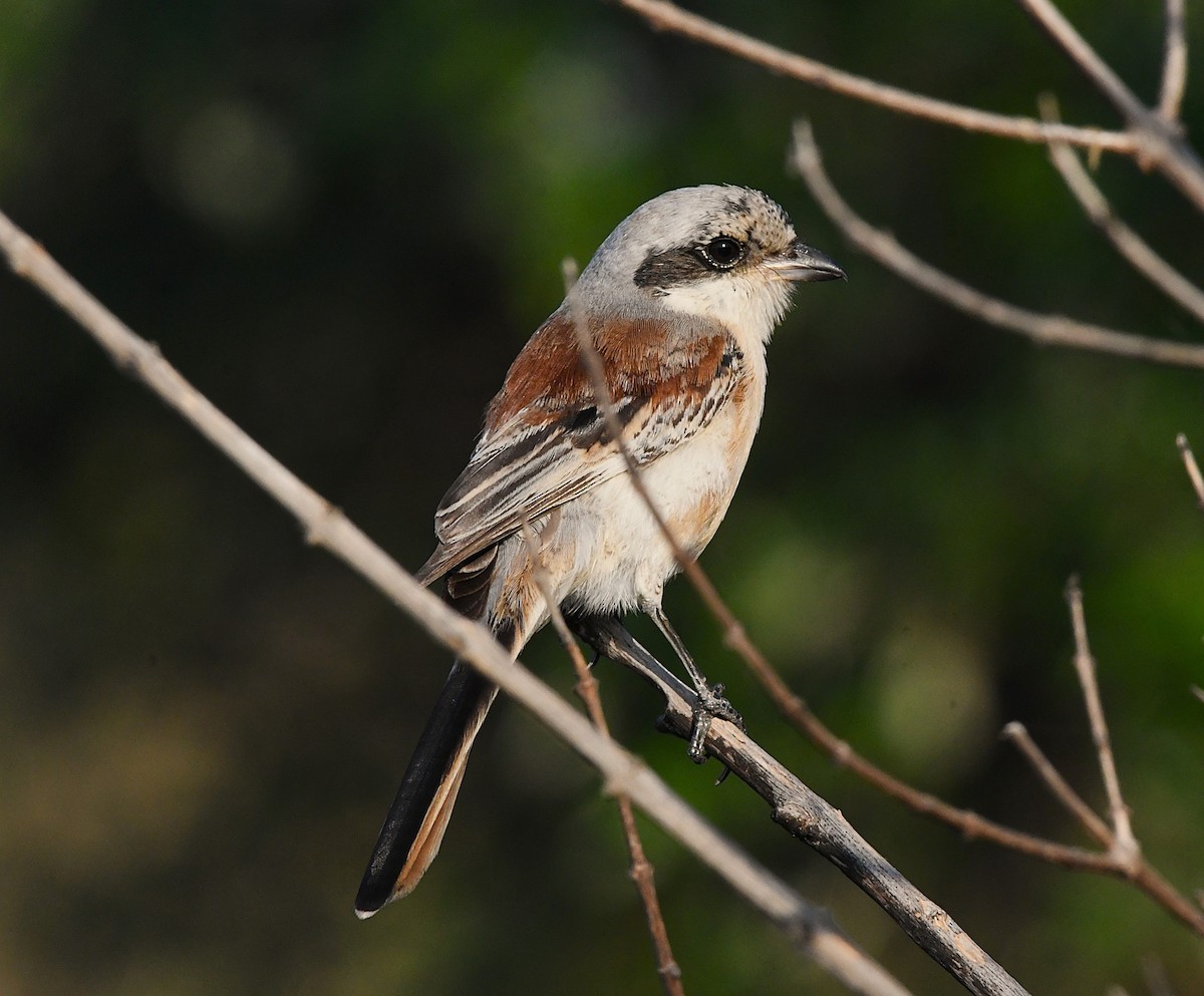 Bay-backed Shrike - ML627902166