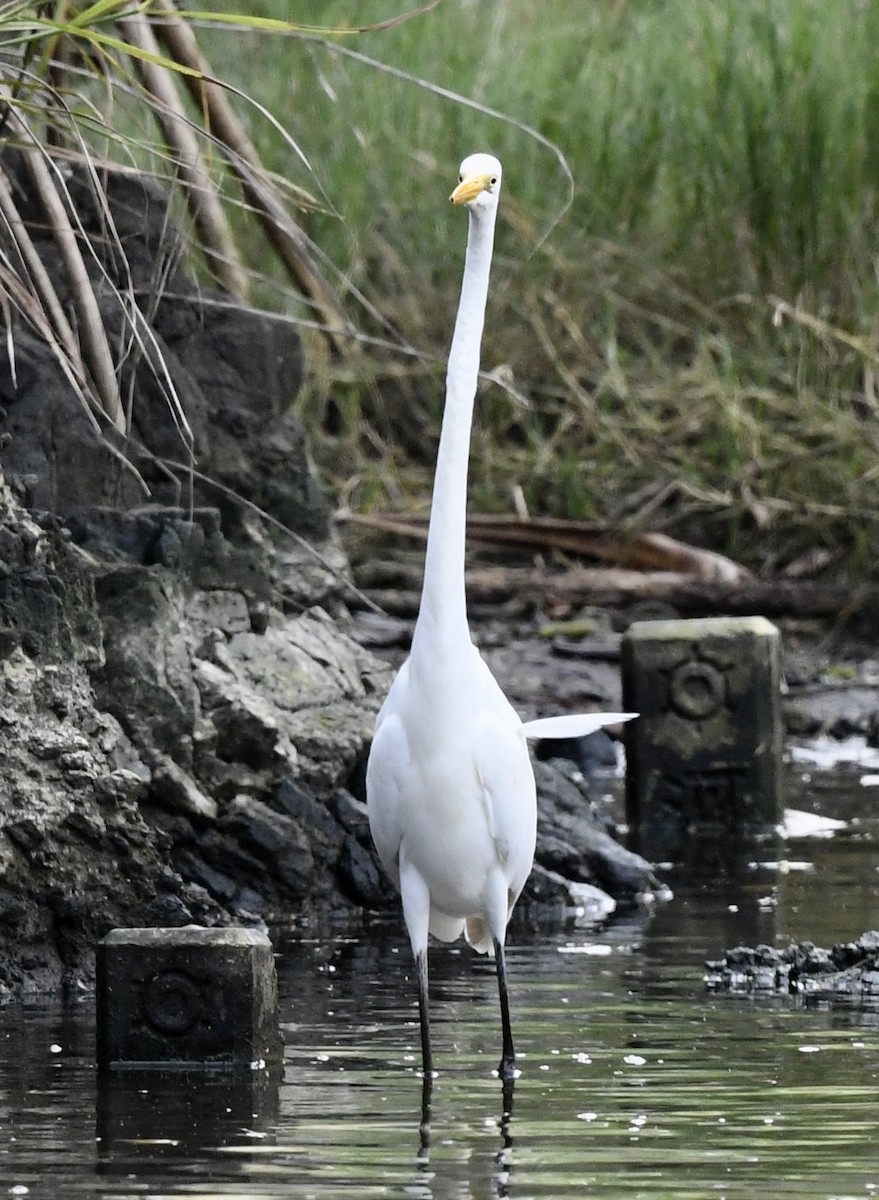 Great Egret - ML627902186