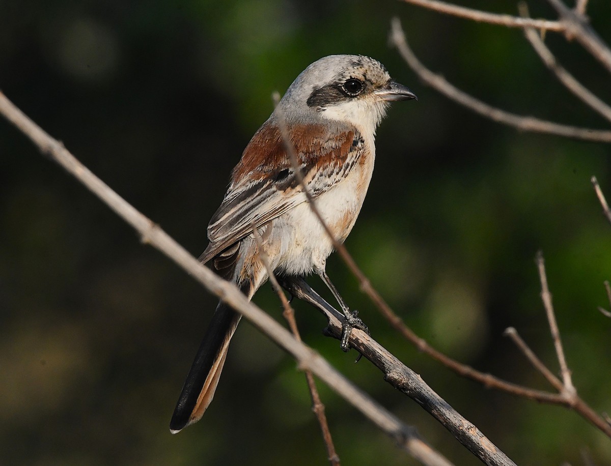 Bay-backed Shrike - ML627902204