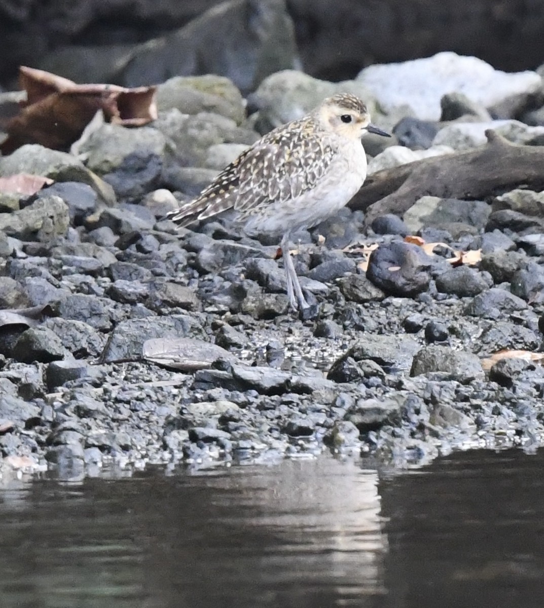 Pacific Golden-Plover - ML627902206