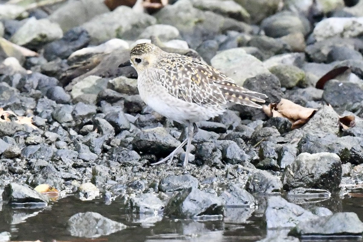 Pacific Golden-Plover - ML627902227