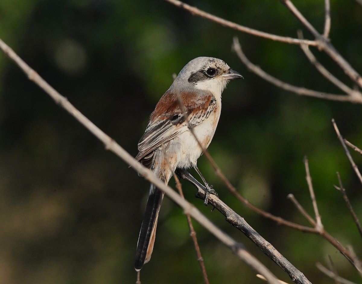 Bay-backed Shrike - ML627902268