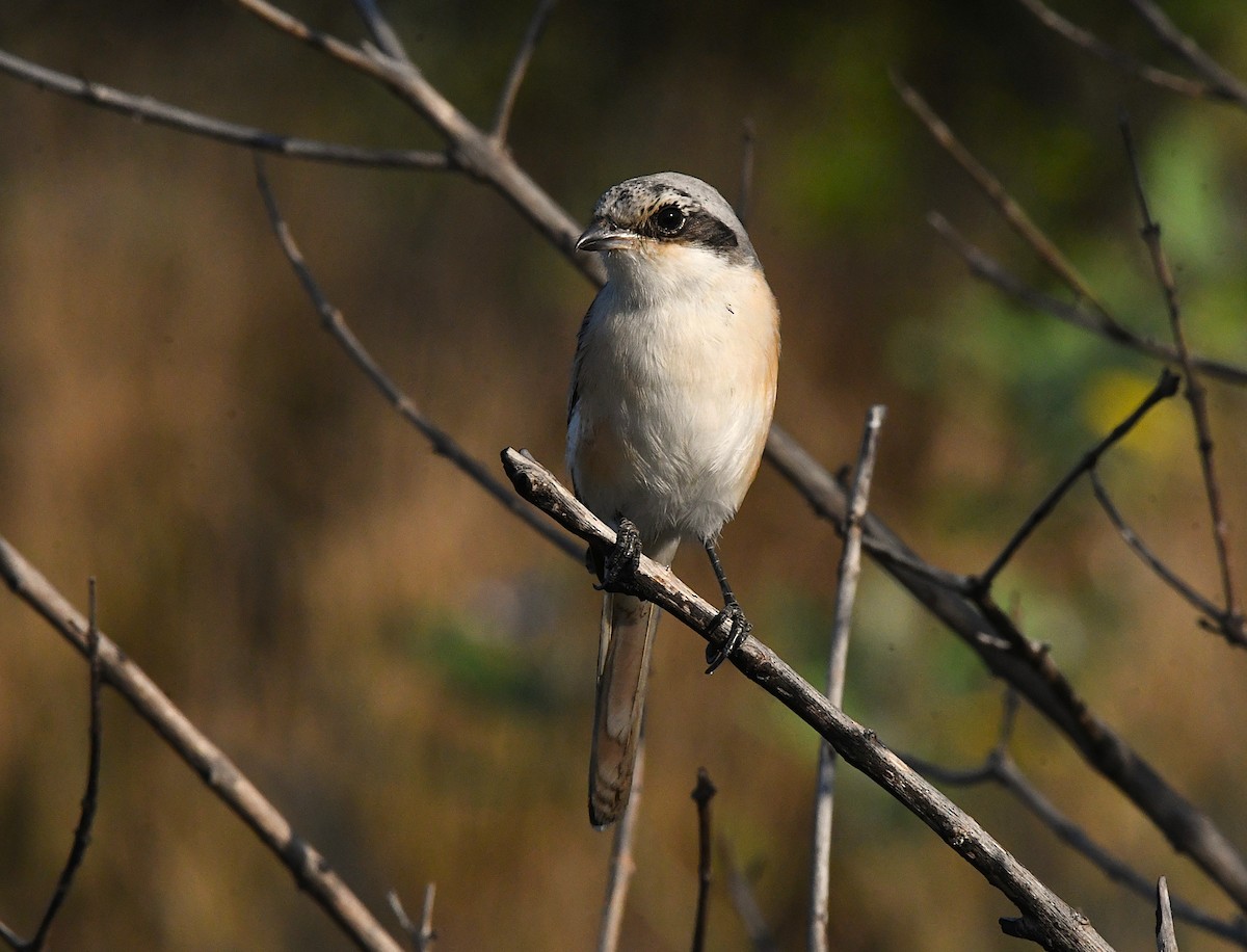 Bay-backed Shrike - ML627902311