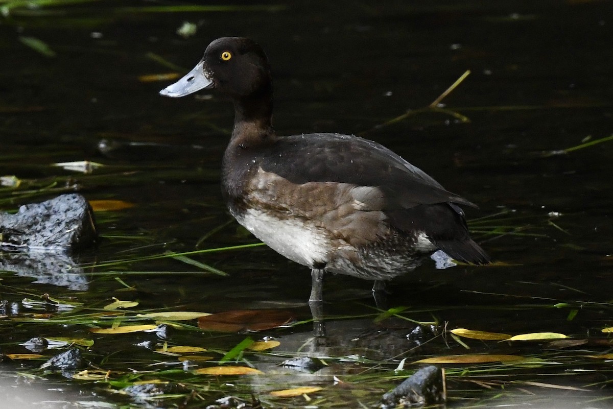 Tufted Duck - ML627902317