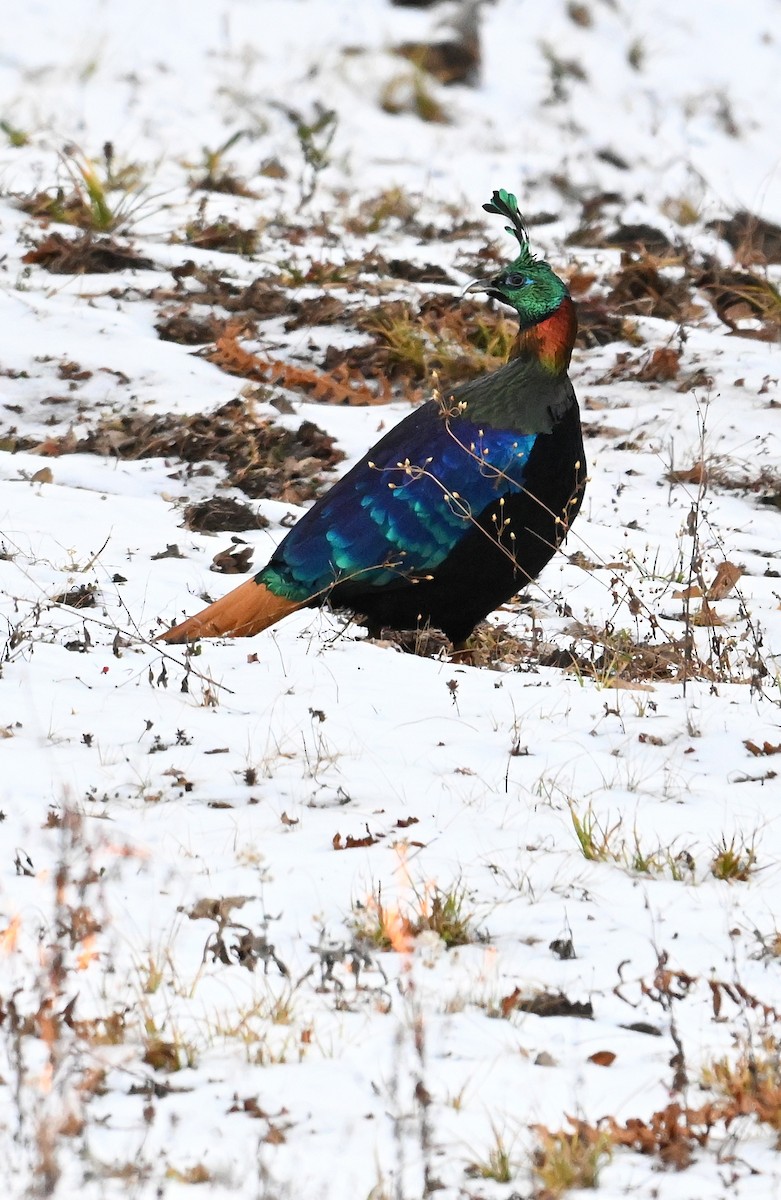 Himalayan Monal - ML627902364