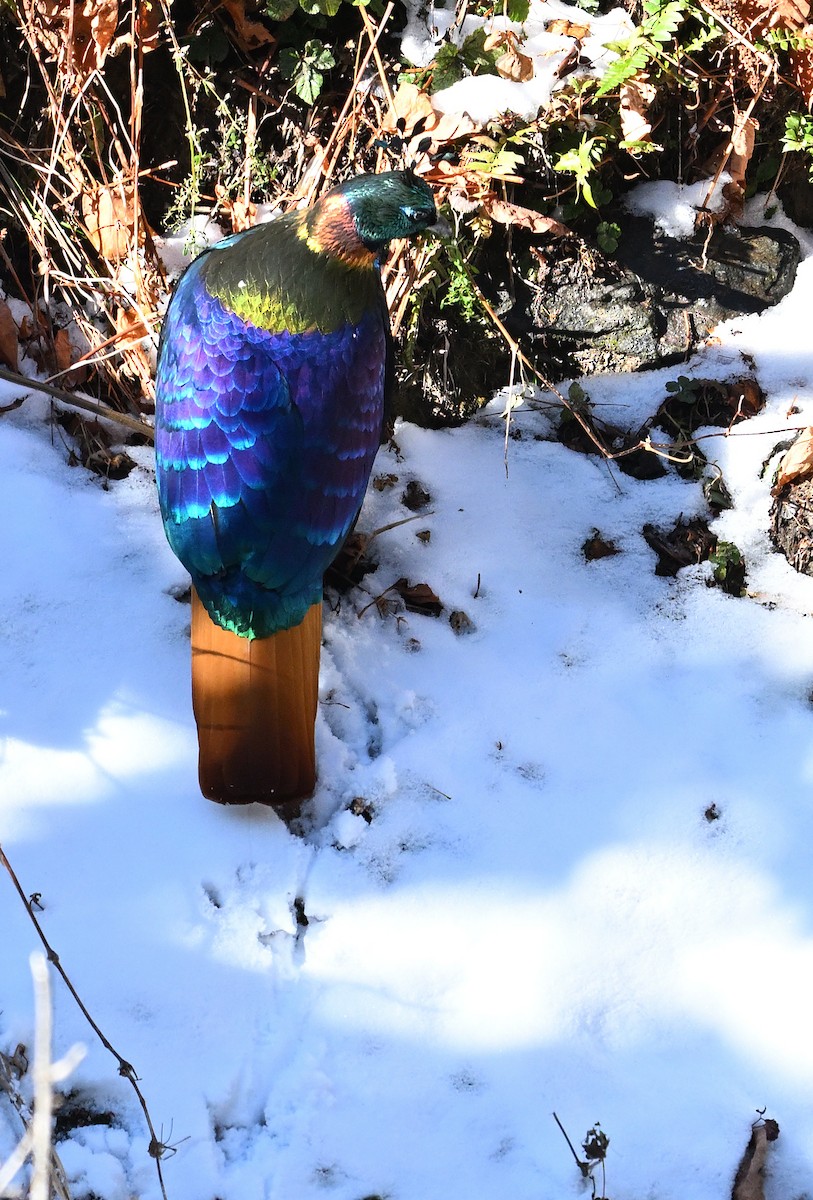 Himalayan Monal - ML627902365