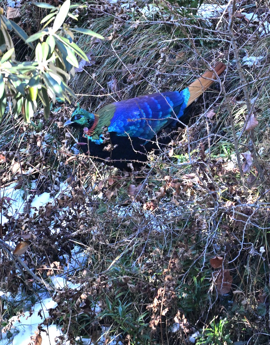 Himalayan Monal - ML627902366