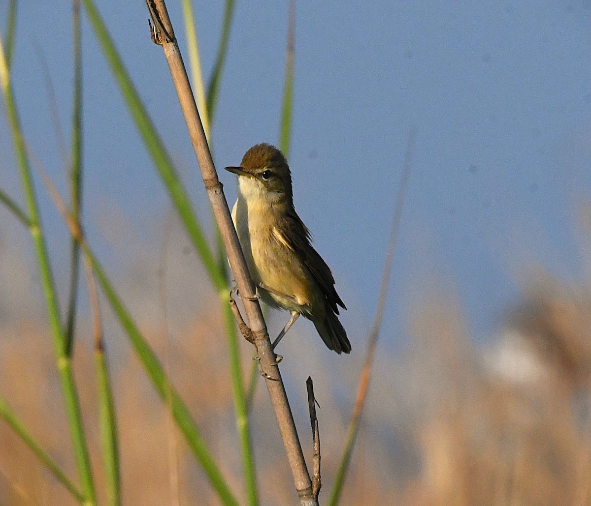 Clamorous Reed Warbler - ML627902367