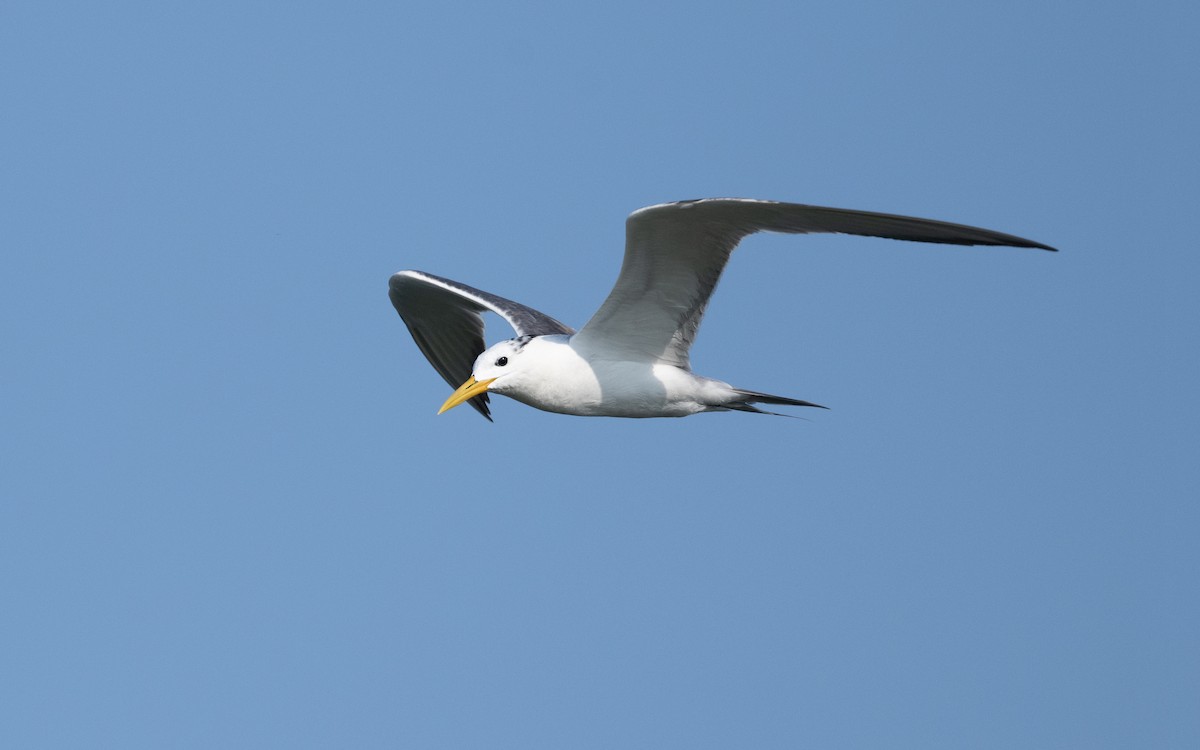 Great Crested Tern - ML627902426