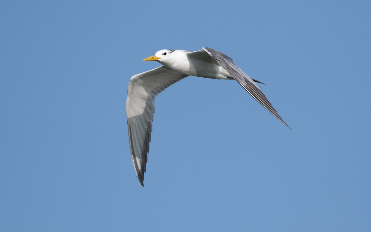 Great Crested Tern - ML627902427
