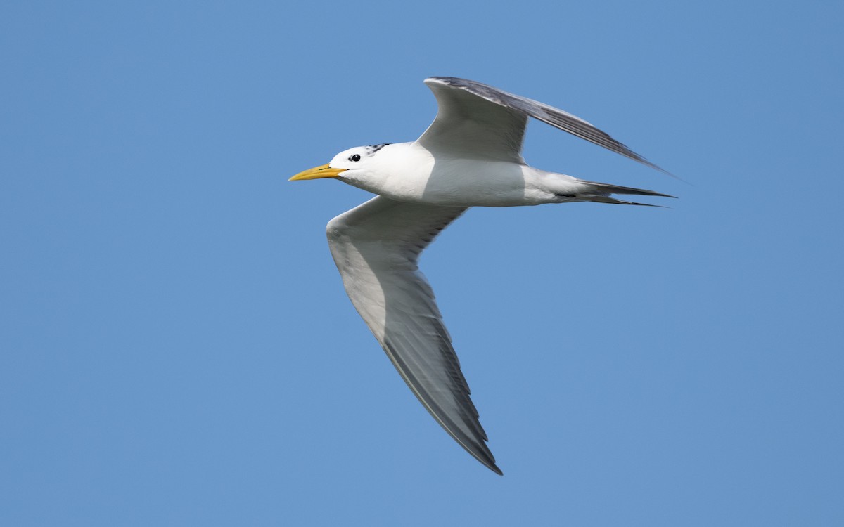 Great Crested Tern - ML627902428
