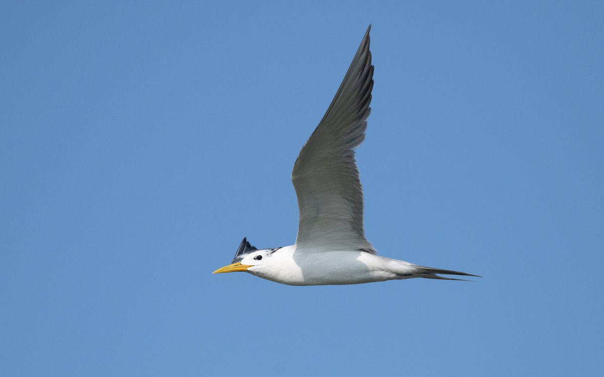 Great Crested Tern - ML627902429