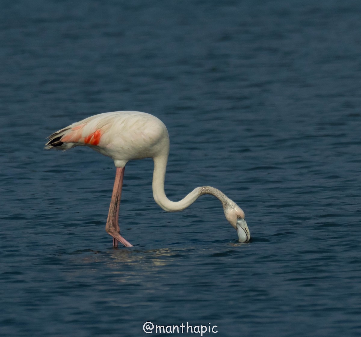 Lesser Flamingo - ML627902442