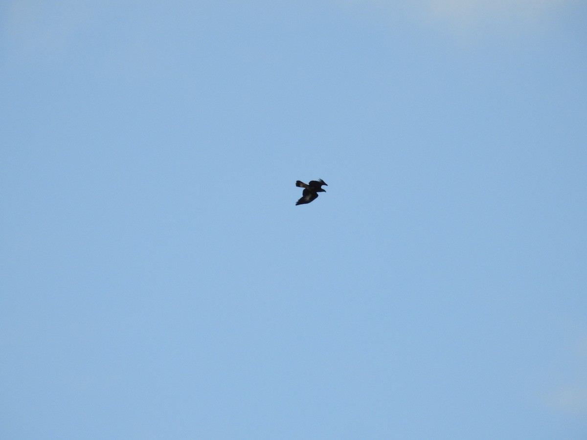 Golden Eagle - ML627902476