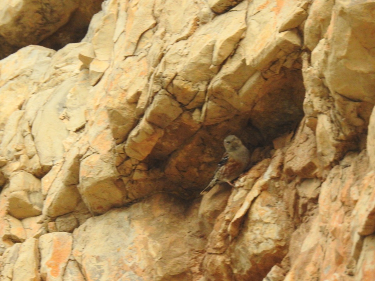 Alpine Accentor - ML627902492